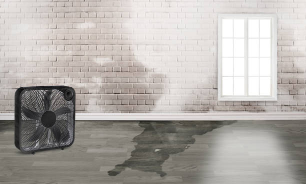 Best Water damage restoration mold remediation  in Wyandotte, MI